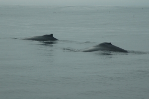 Farallones Islands