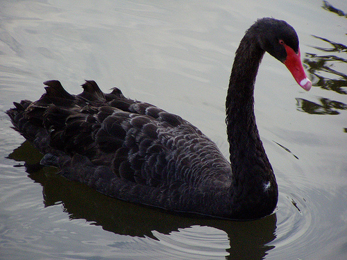 black swan