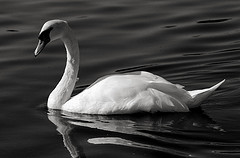 white swan