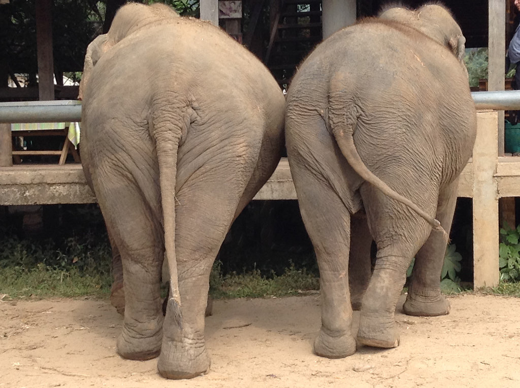 butts