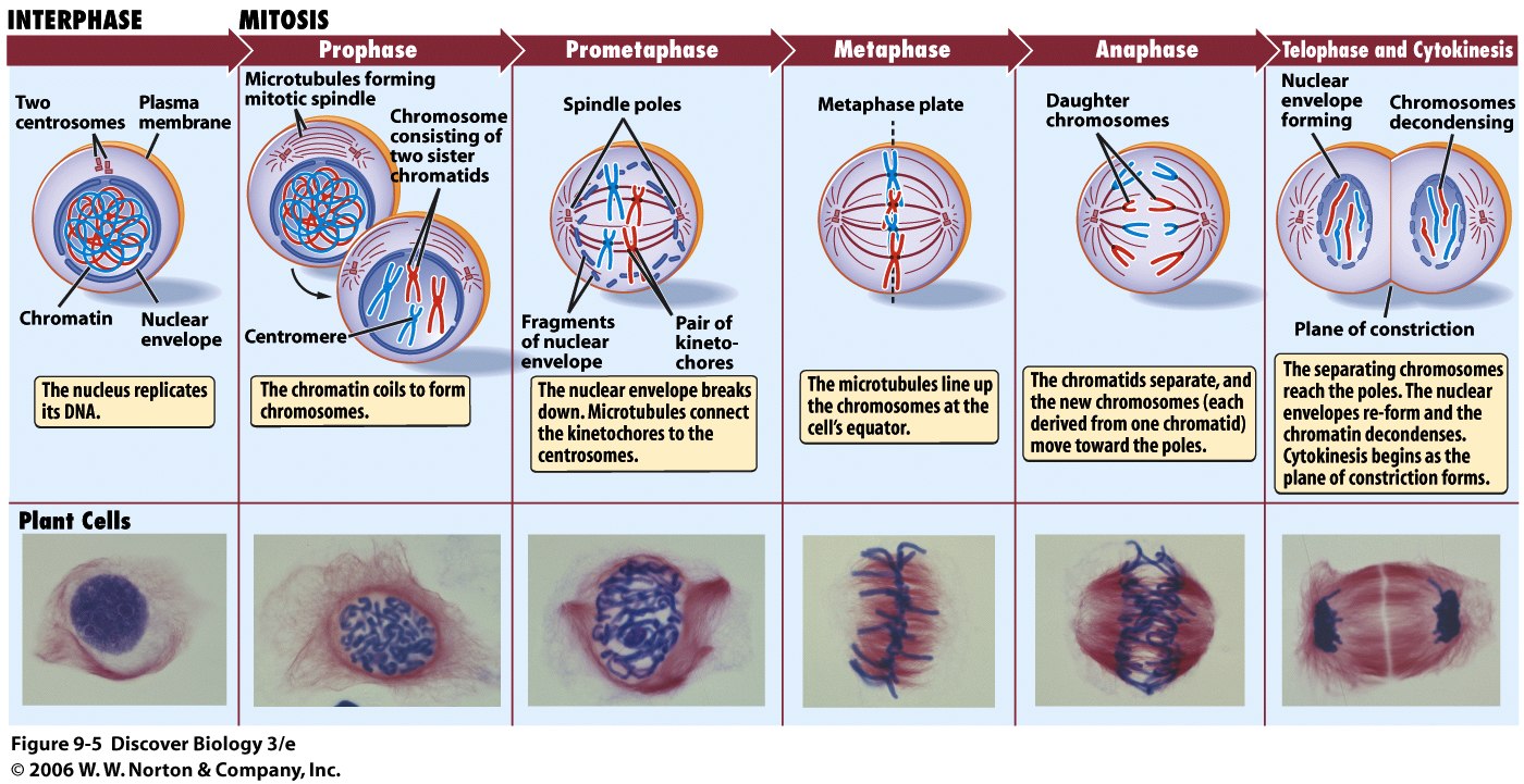 Image result for cell in mitosis