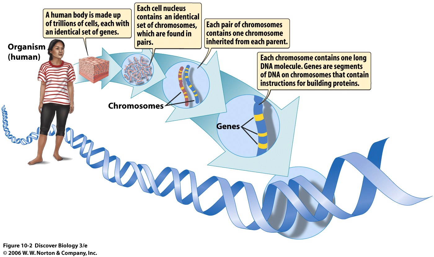 Cell contains. Локус (генетика). Genes and stroke.