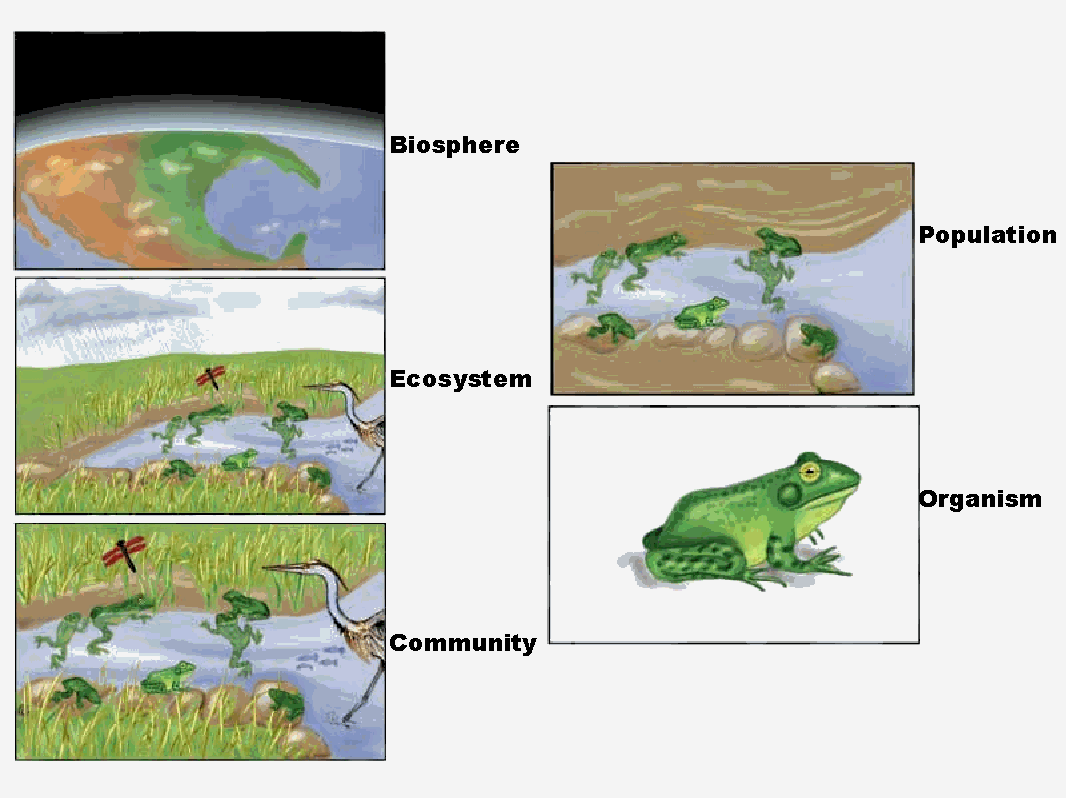 biome examples