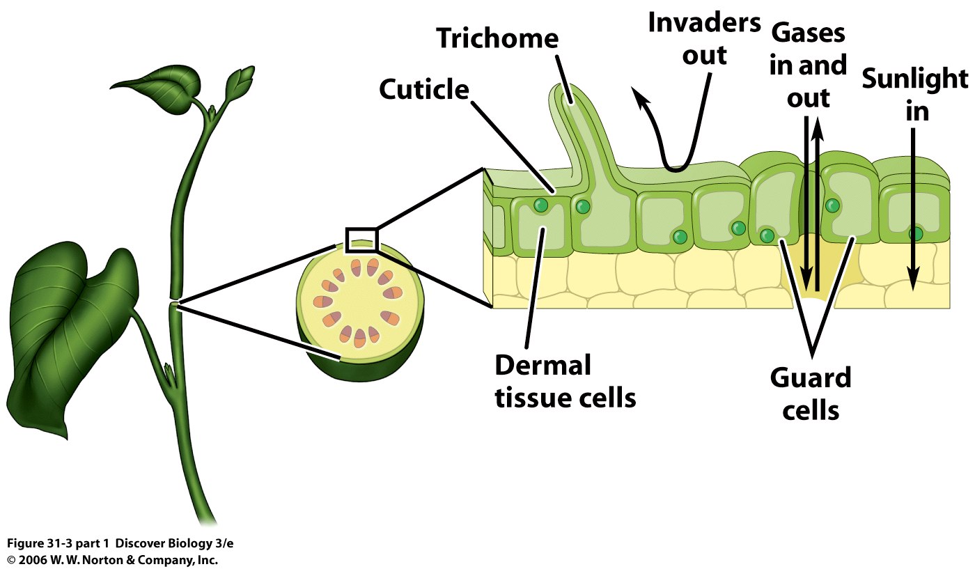 Plant tissues. Кутикула растений. Кутикула листа. Кутикула растений под микроскопом. Толстая кутикула у растений.