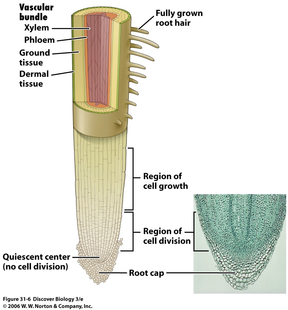 Plant tissues. Ксилема и флоэма. Xylem. Ксилема Луб.