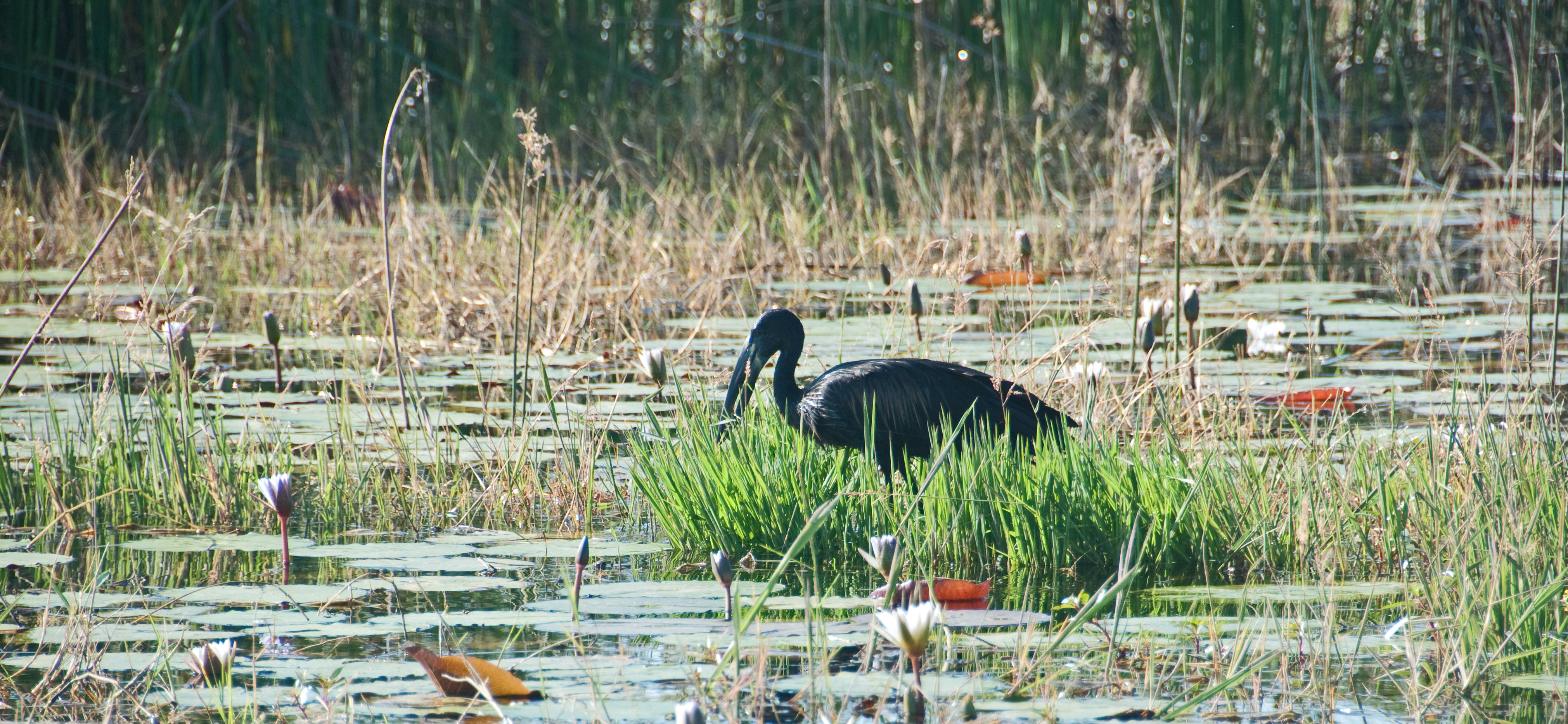 Okavango Delta