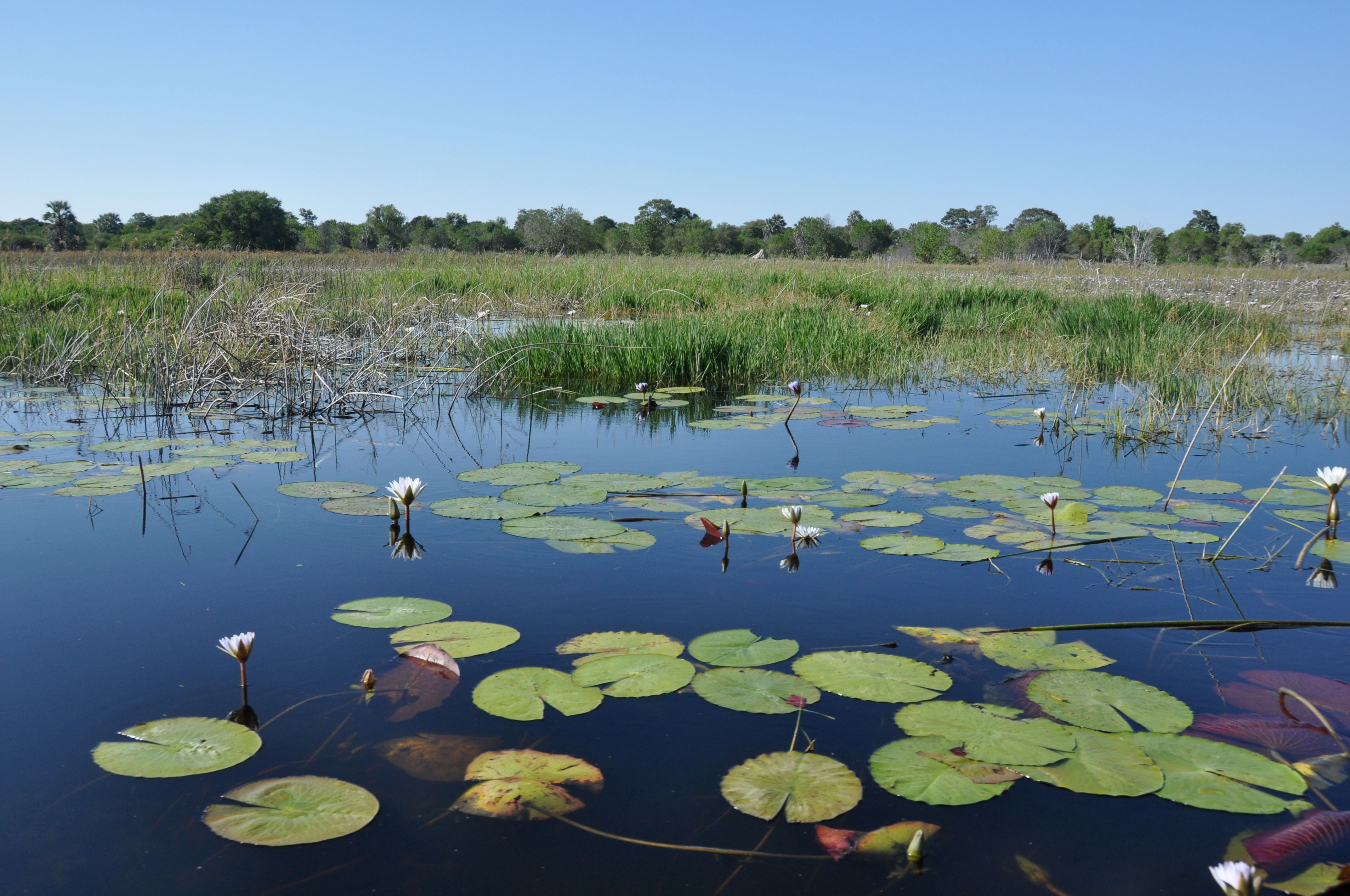 Okavango Delta