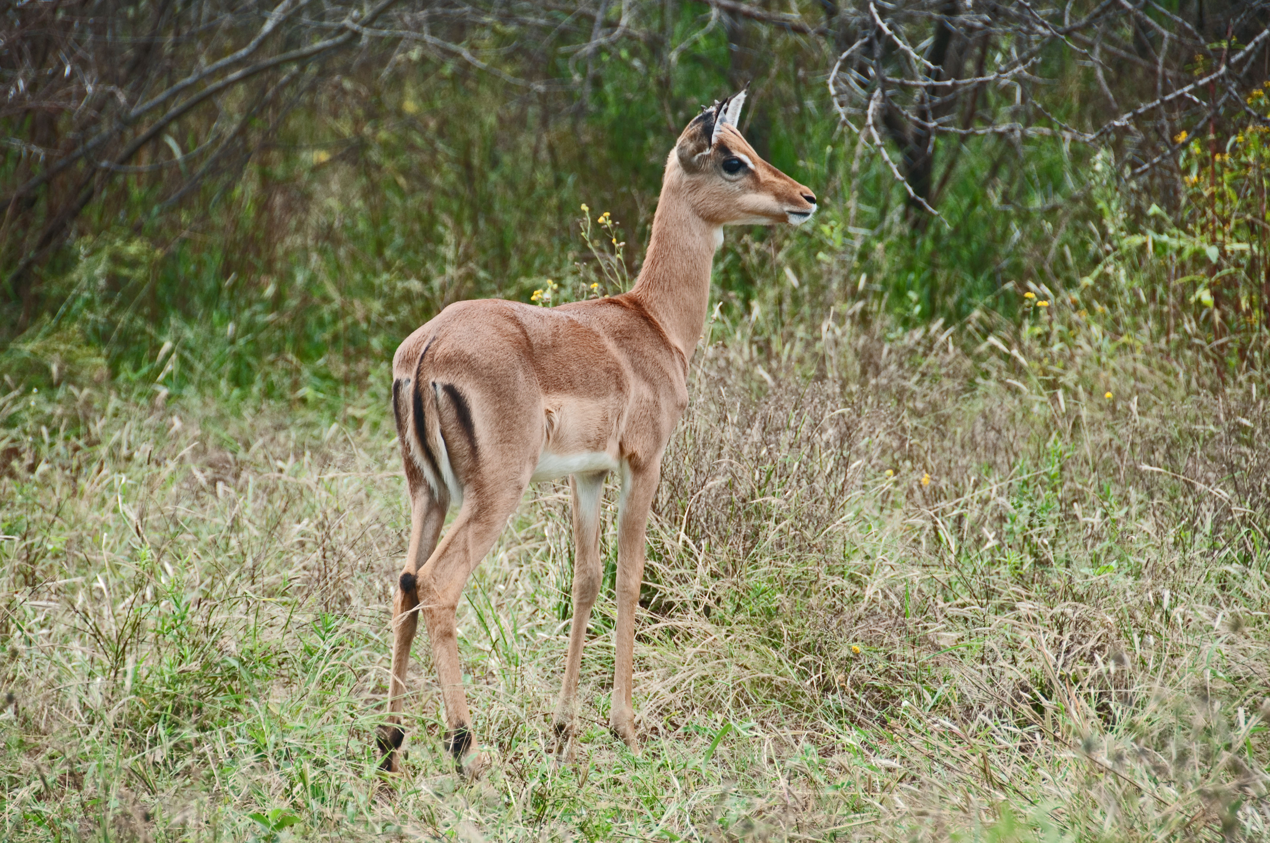 Impala