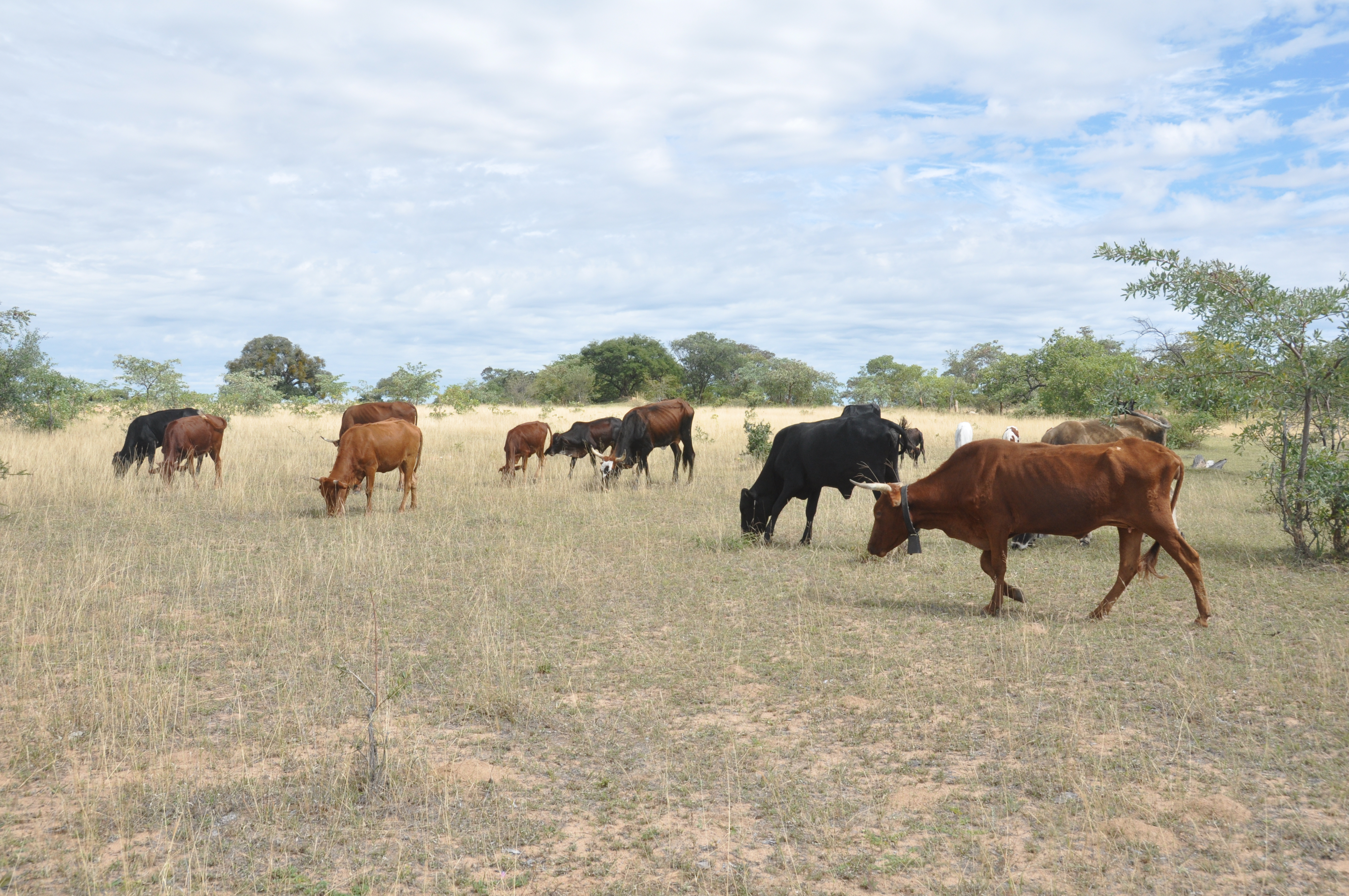 Cattle in the Bush