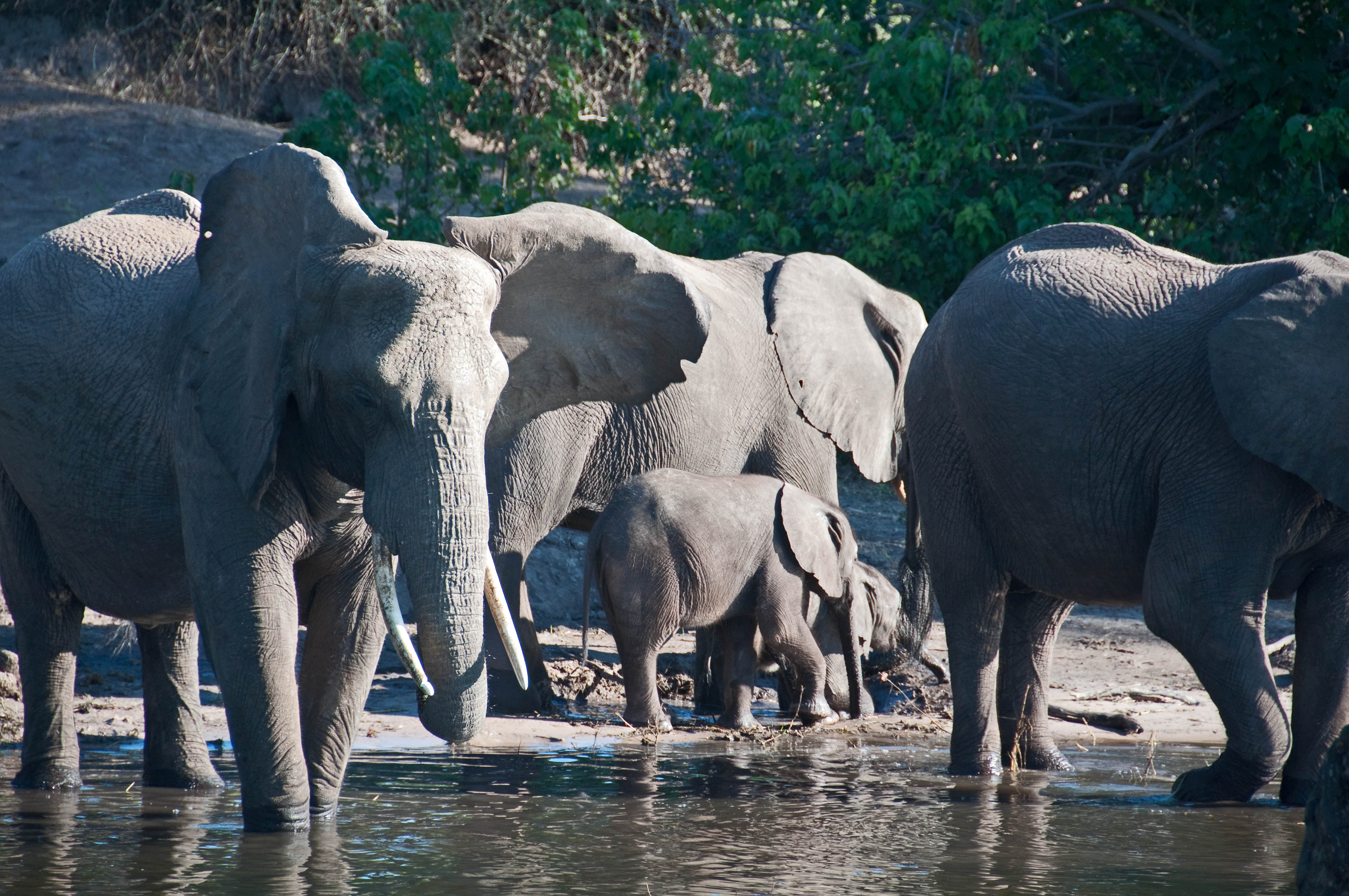 Elephants