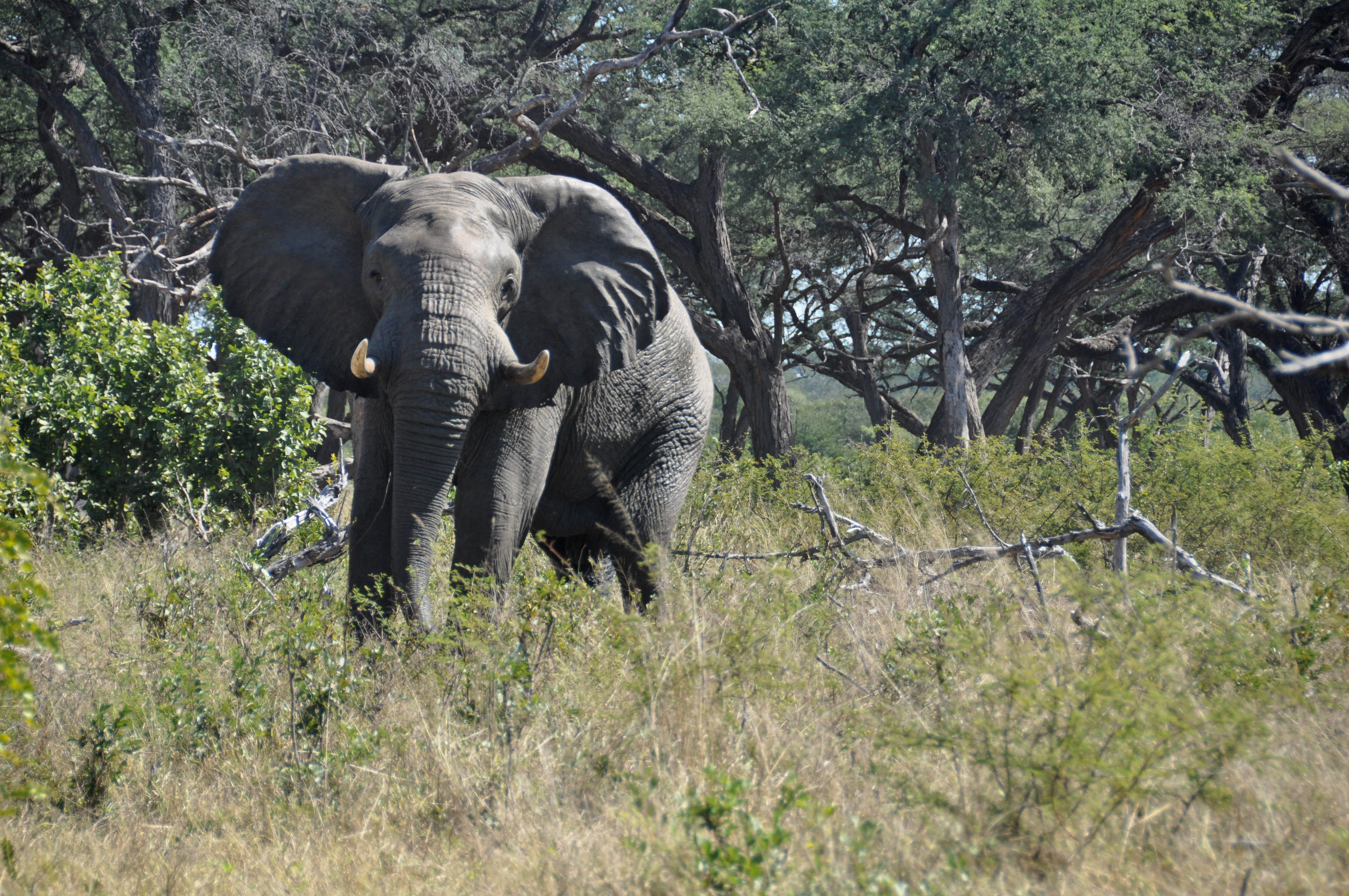 Elephant in Hwange