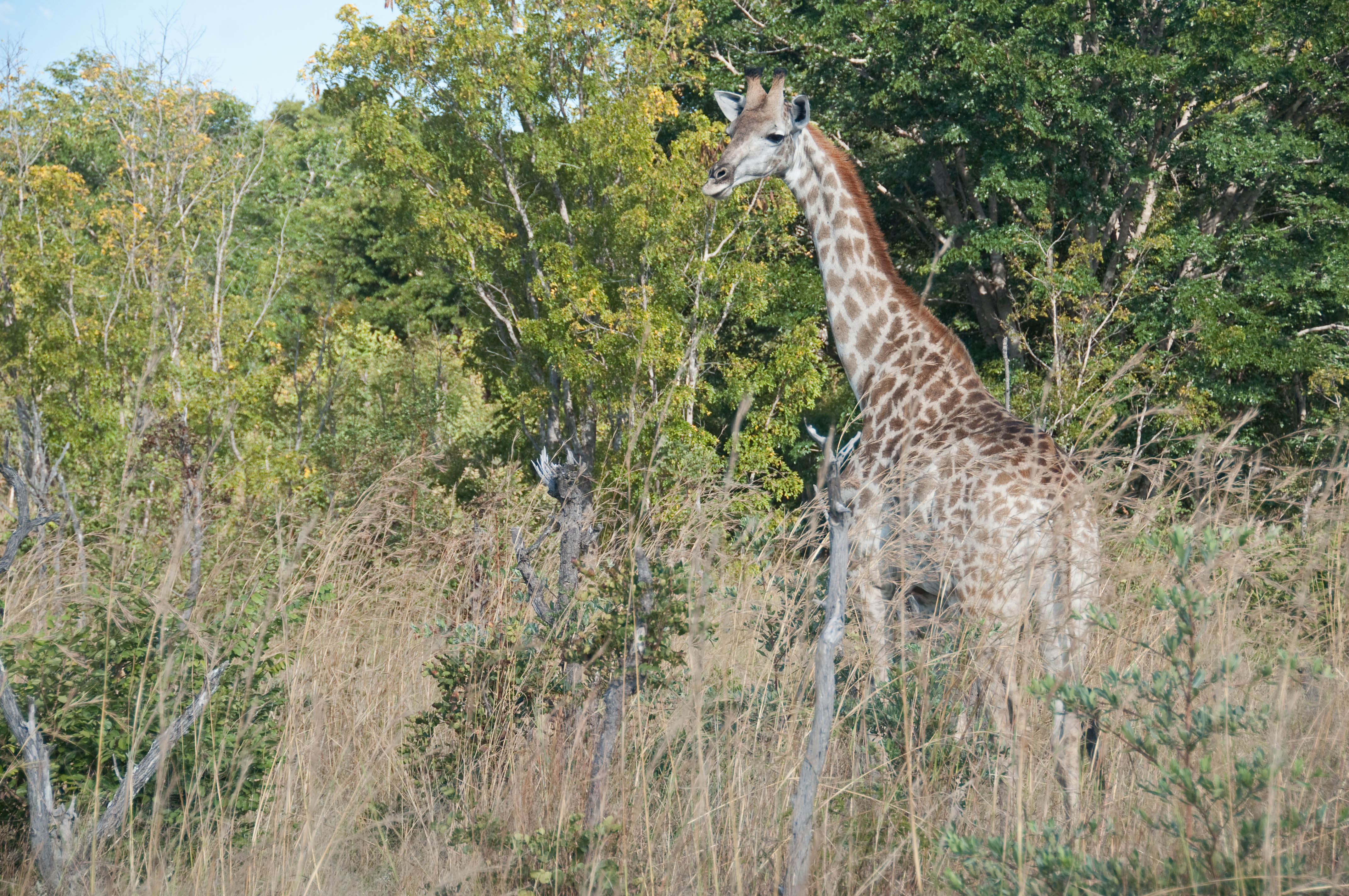 Giraffe in Hwange