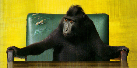 Celebes ape at work