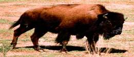 American Bison