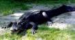 American Alligator