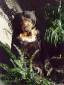 Sun Bear