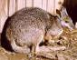 Tammar Wallaby