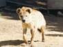 Hyena