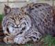 Bobcat