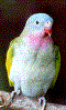 Princess Parrot