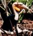 Malayan Wreathed Hornbill