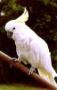 Sulfur Crested Cockatoo