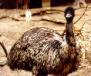 Emu