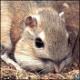 kangaroo rat