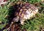 Herman's Tortoise