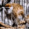 Vervet or Green Monkey