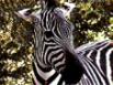 Grant's Zebra