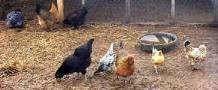 These chickens live at the "2 By 2 Ranch"