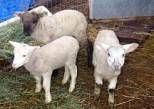Thanks to the "Two By Two Ranch & Petting Zoo" for sharing these pictures with us.