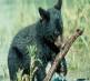 Bear Cub with Stick