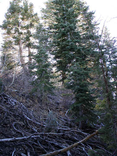 TheChristmasTree00811.jpg (229086 bytes)