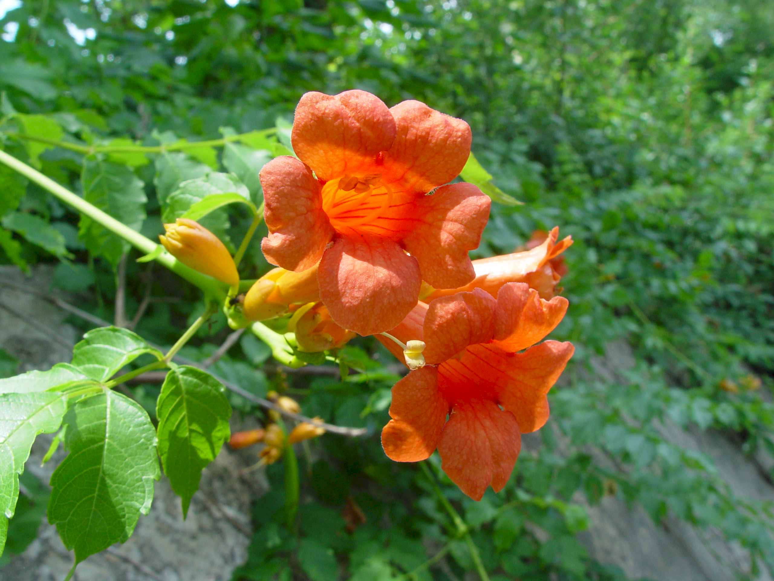 07013b(Really06857)TrumpetVine.jpg (245763 bytes)