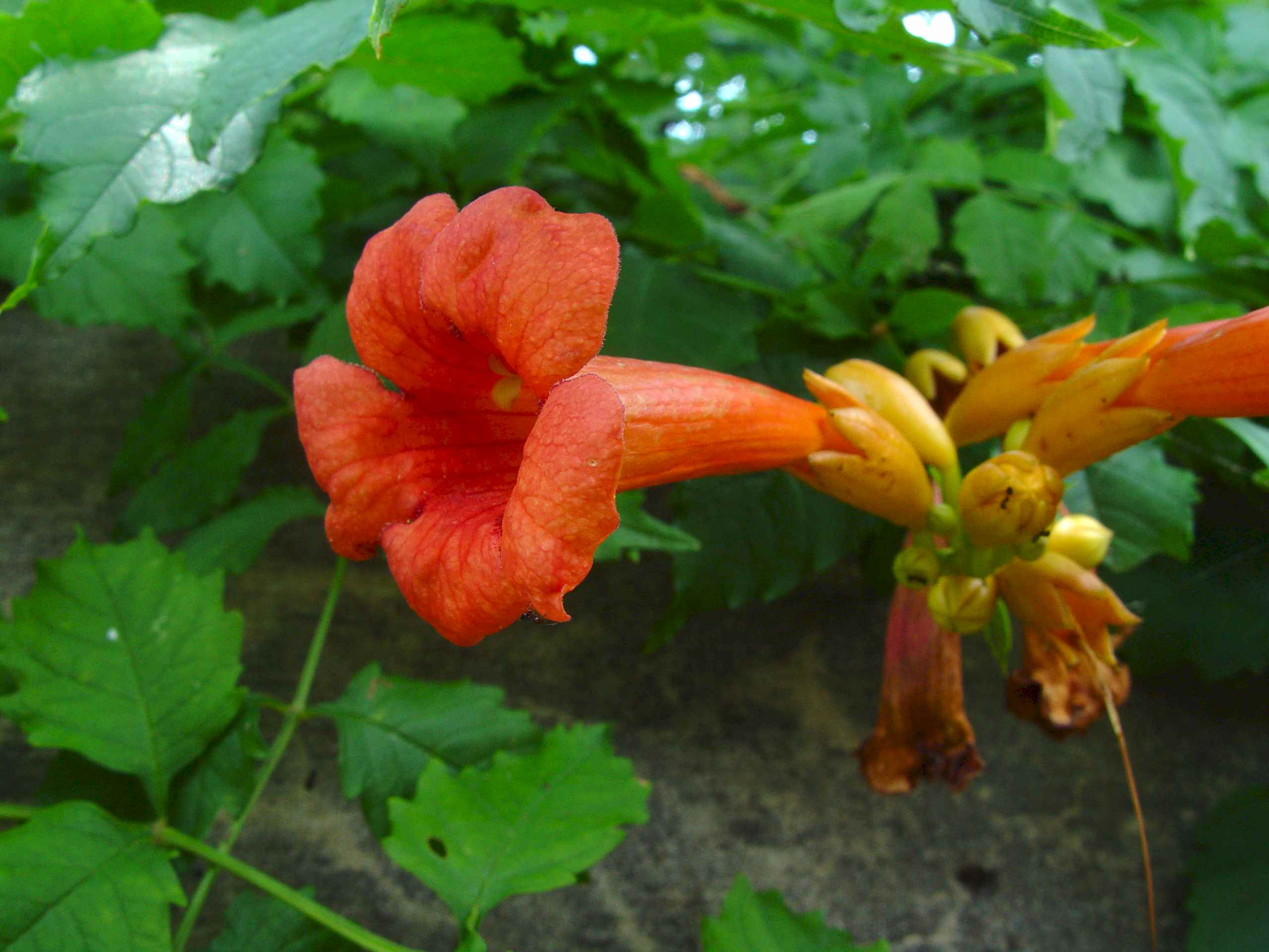 07013c(Really06858)TrumpetVine.jpg (201211 bytes)