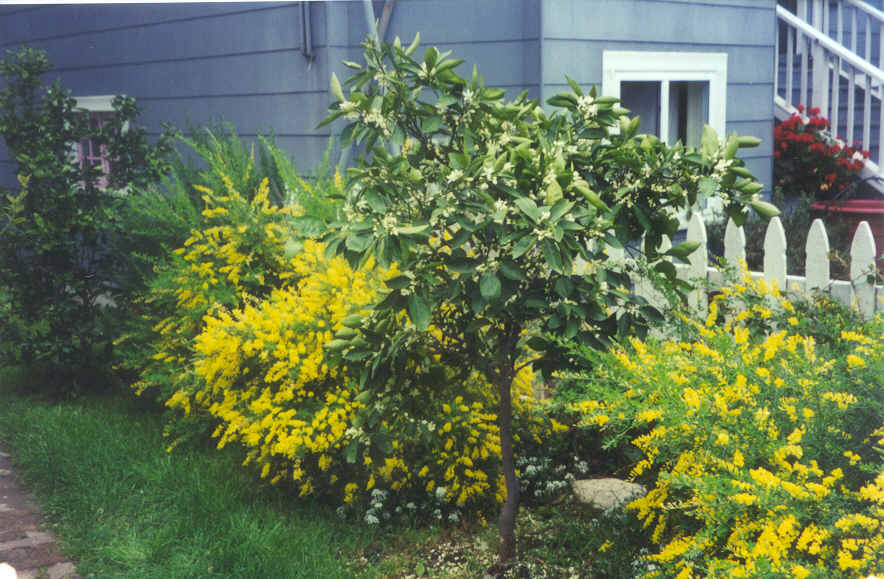 ParentsGarden1.jpg (92505 bytes)