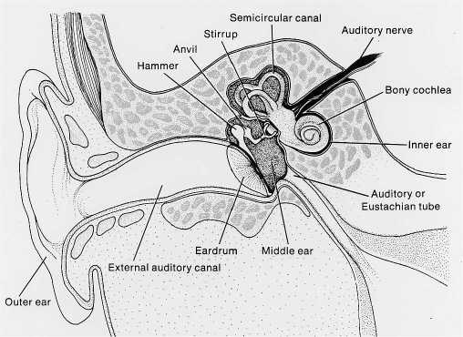 Anatomy of theEar