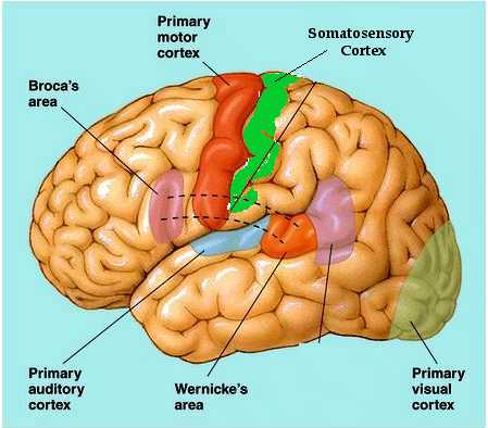 Primary Cortical Areas: