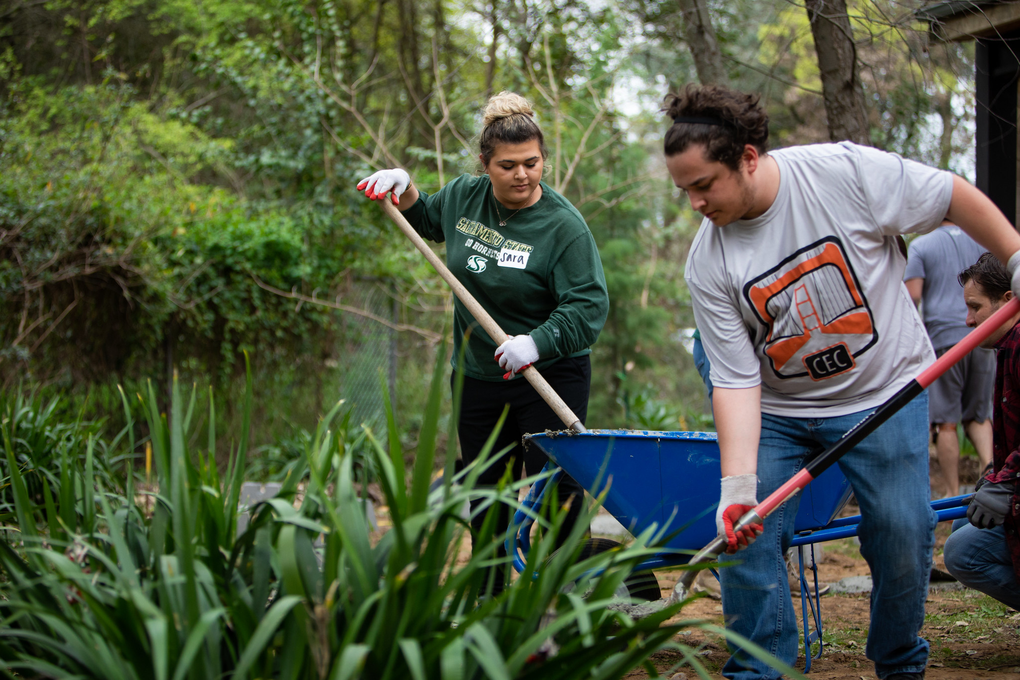 Two students holding shovels, standing near a wheelbarrow, performing landscaping work near a bush