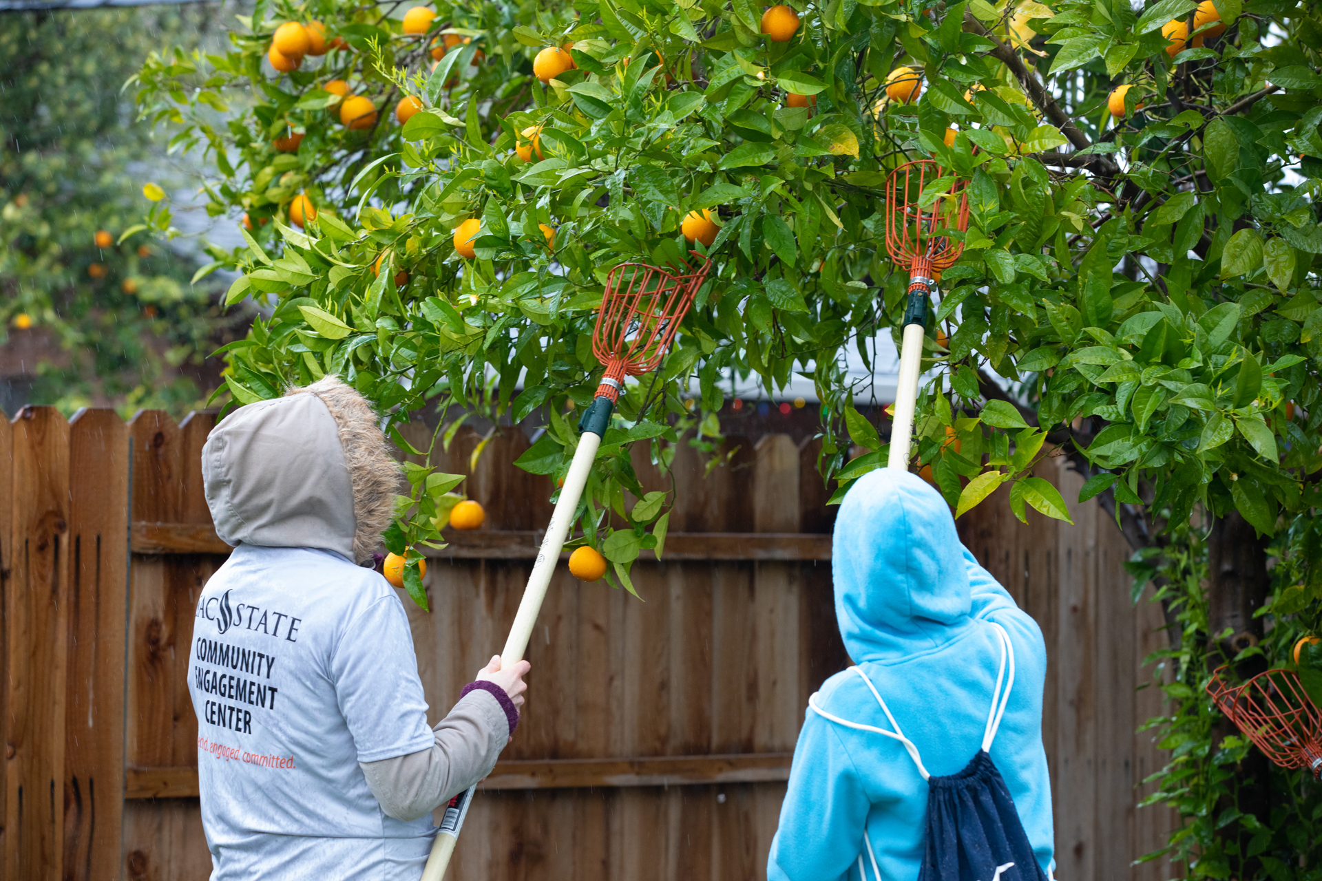 Two students harvesting fruit from a tree