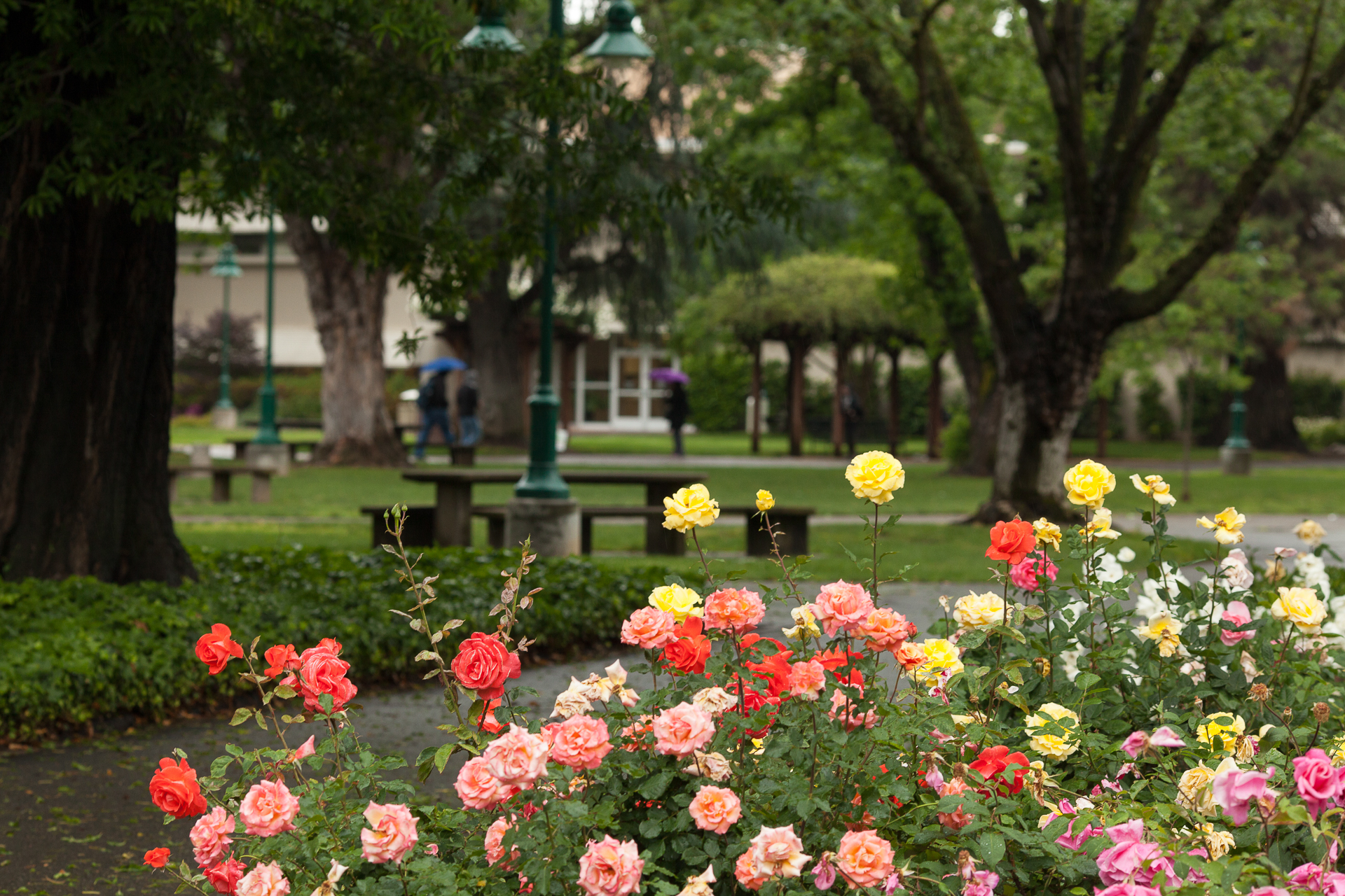 Rose Garden