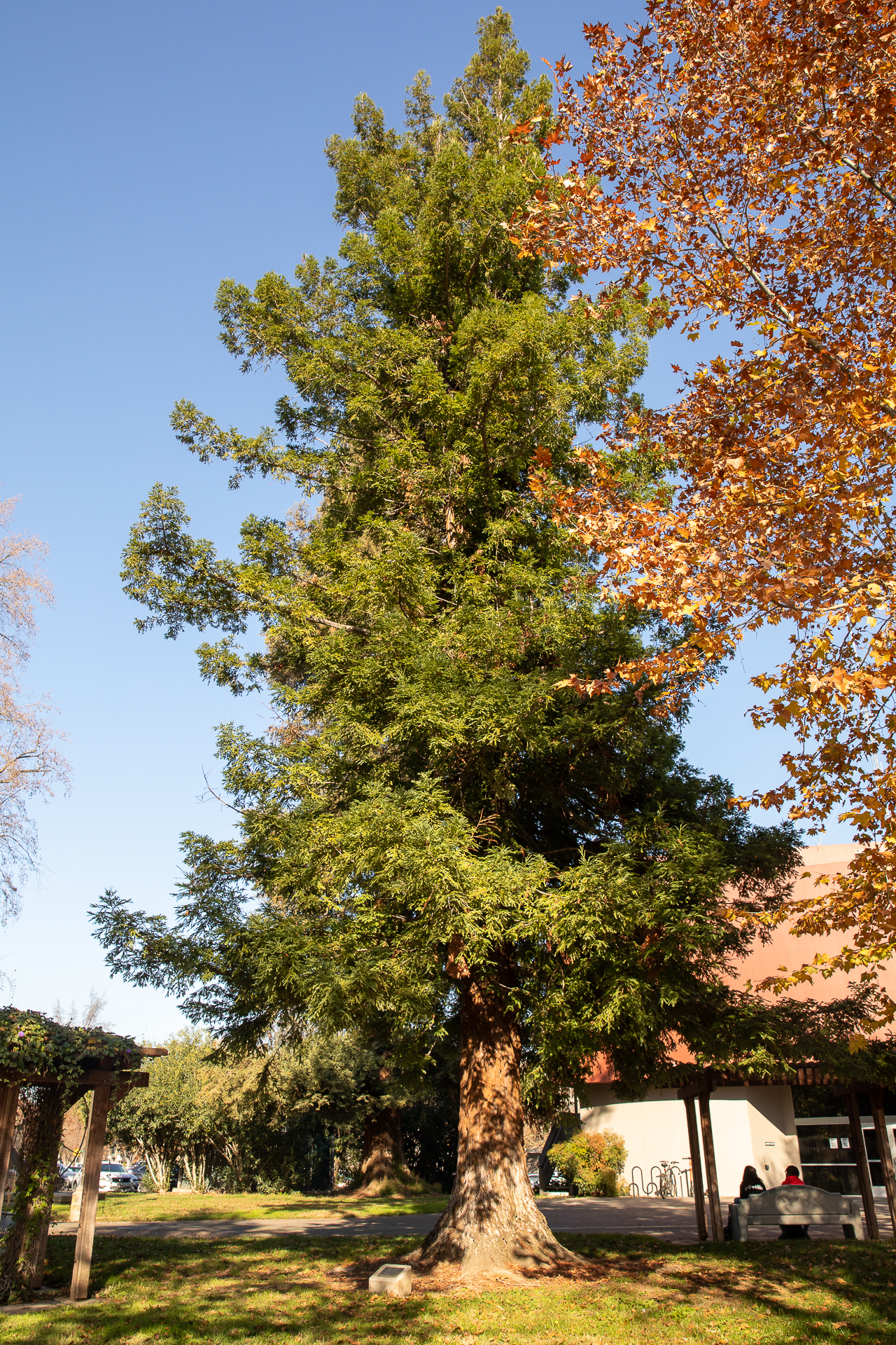 Tree of Peace