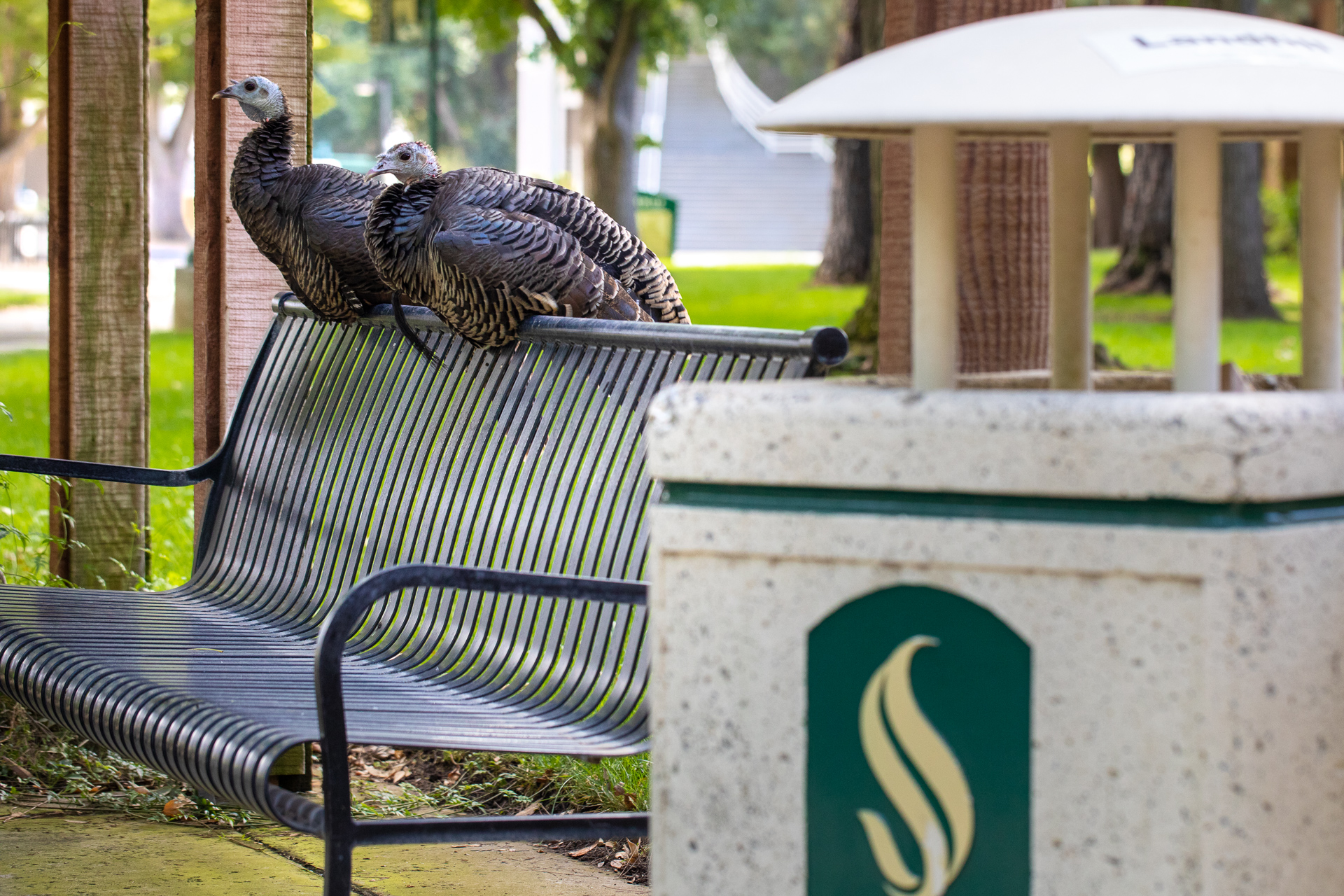 turkeys on campus