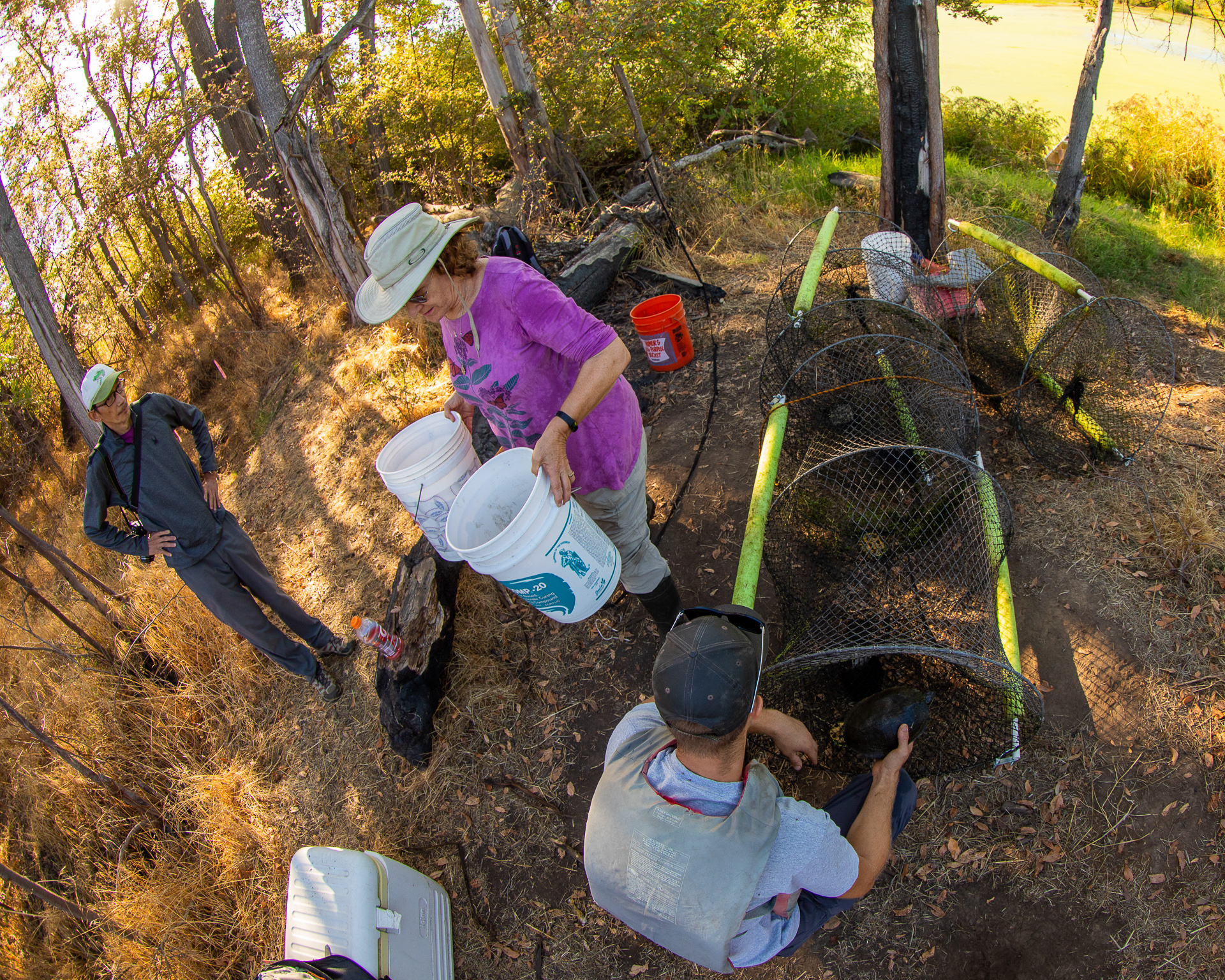 Sac State professor Michelle Stevens, wearing a purple shirt, and her students put down plants that are culturally important to Native Californians, water by hand, pull invasive weeds, clean up trash, and document wildlife at Bushy Lake.