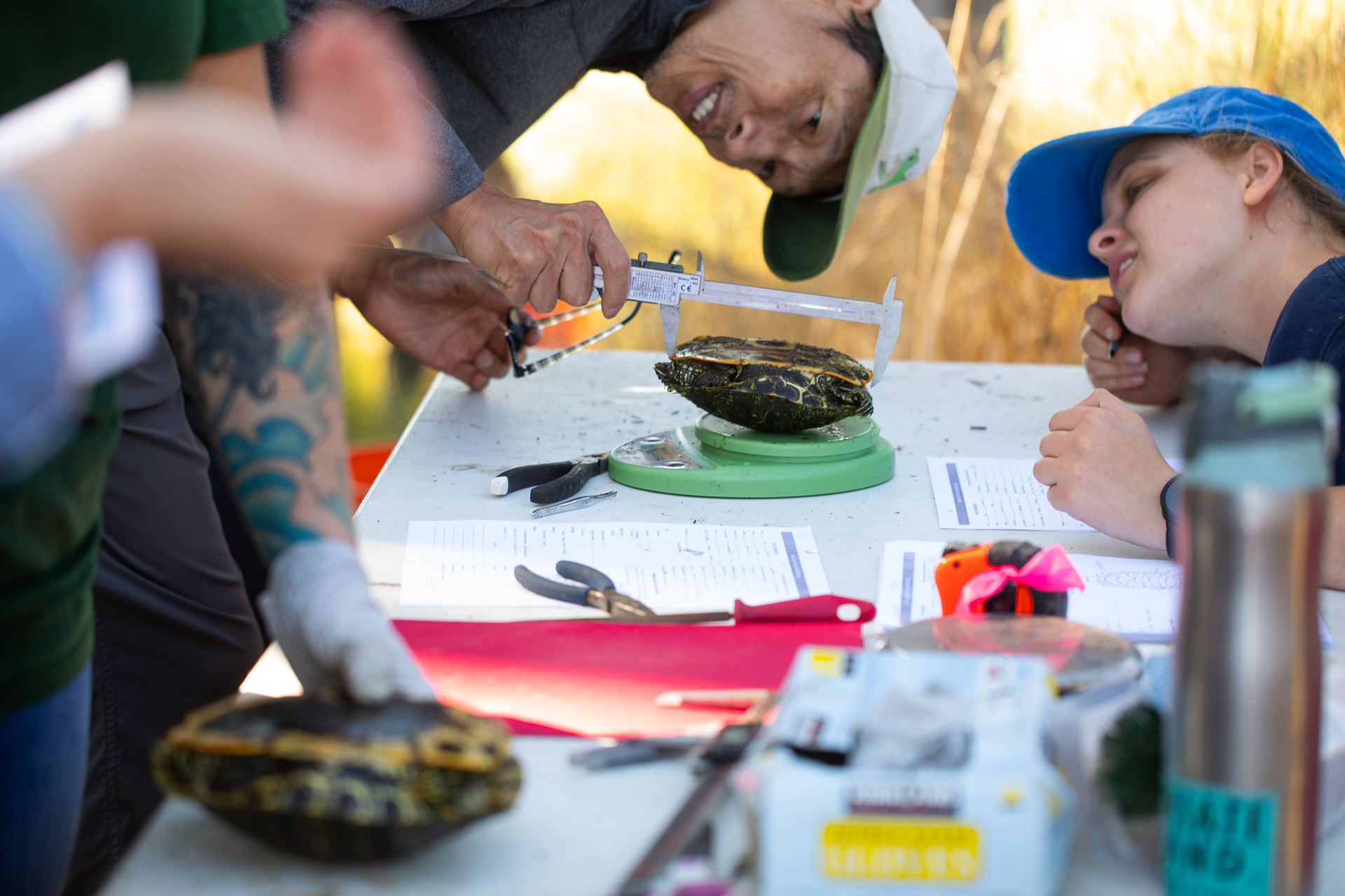 Students measure and document captured animals at Bushy Lake as part of an effort to save threatened northwestern pond turtles.