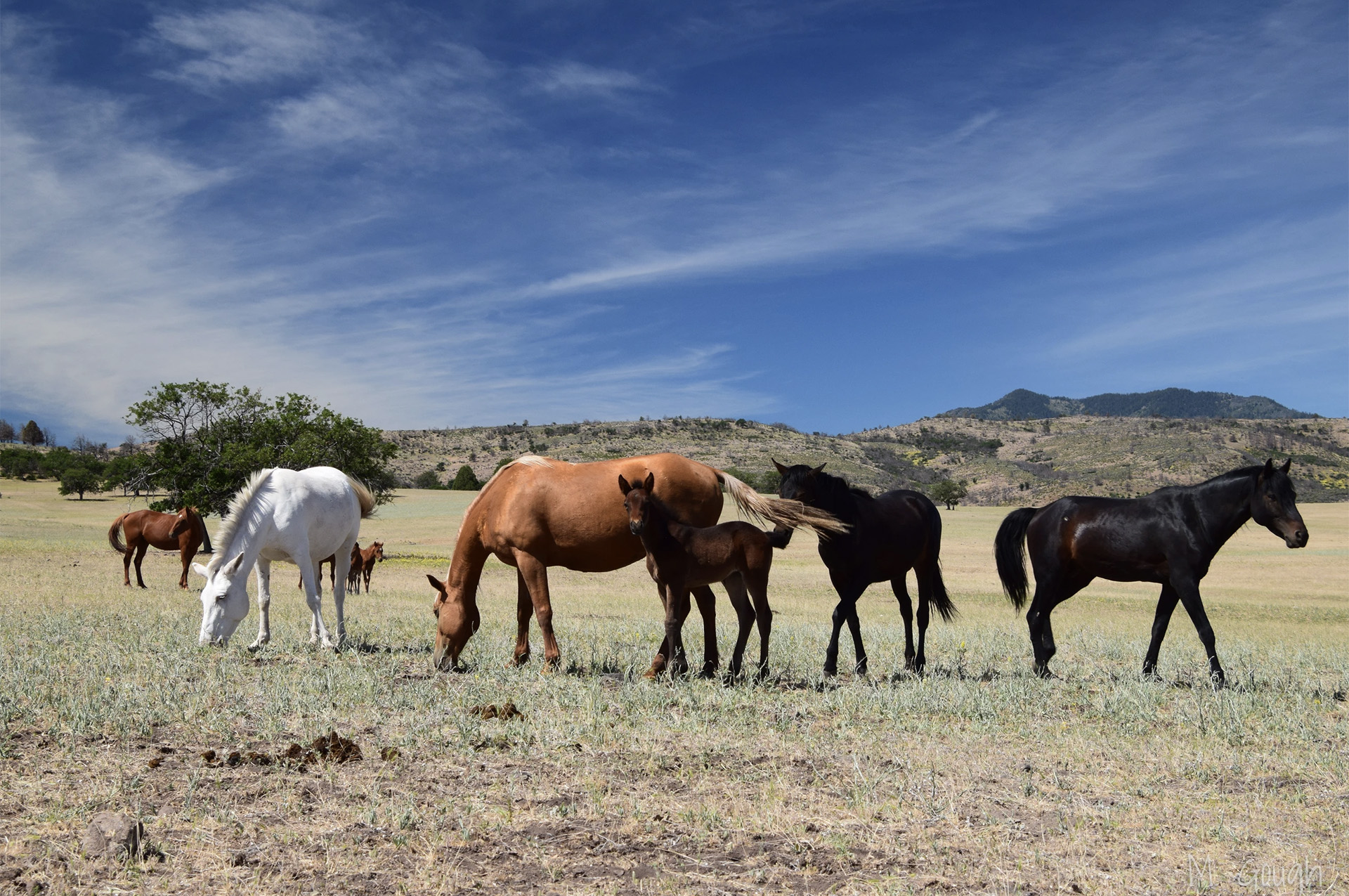 A herd of wild horses grazes in a field in rural California.