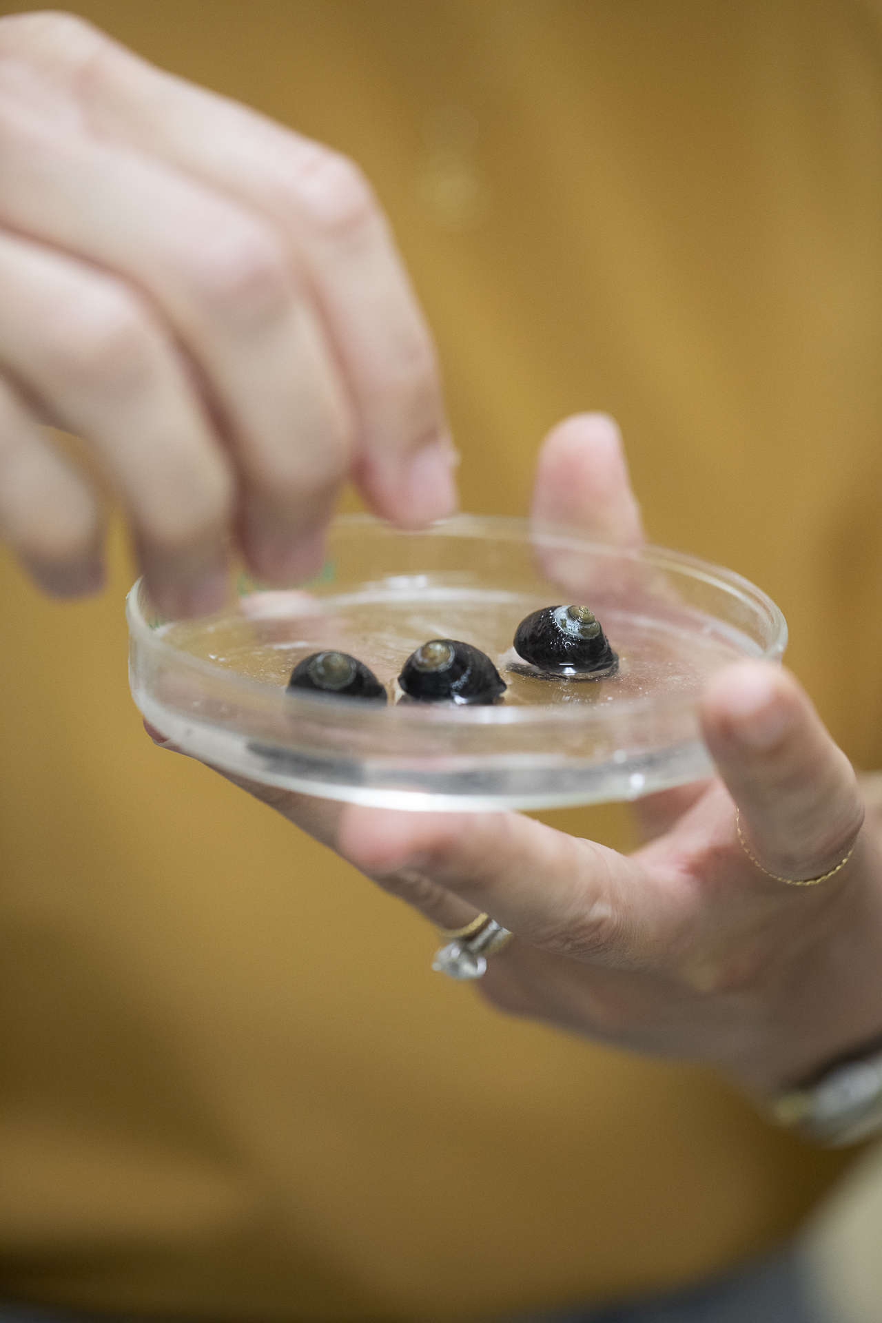 Hands hold a glass petri dish containing snails