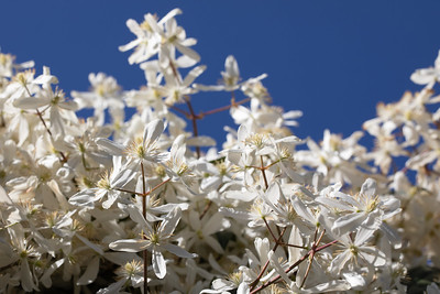 flowering tree